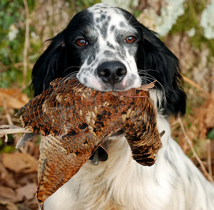 Chien de chasse