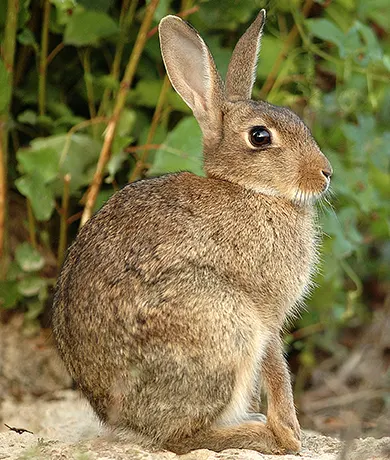 Petit gibier de plaine